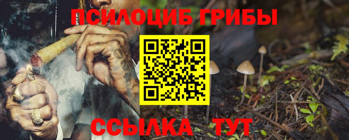 Псилоцибиновые грибы Psilocybe Воркута